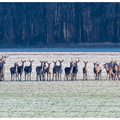 Cerfs