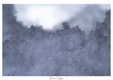 Macro Neige