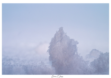 Macro Neige