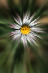 Marguerite flou créatif