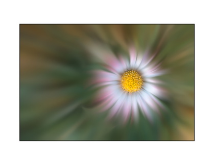 Marguerite flou créatif