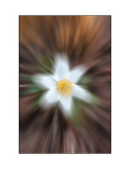 Marguerite flou créatif