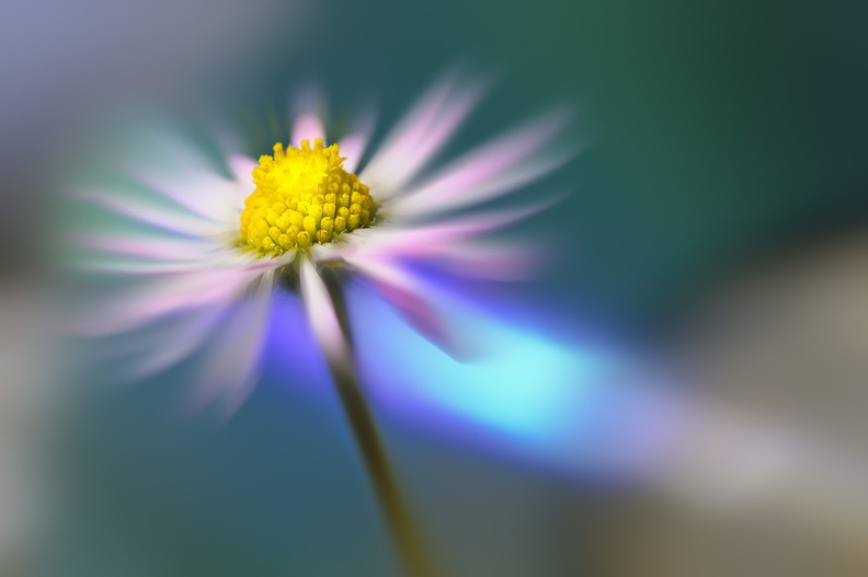 MARGUERITE FLOU CREATIF.jpg