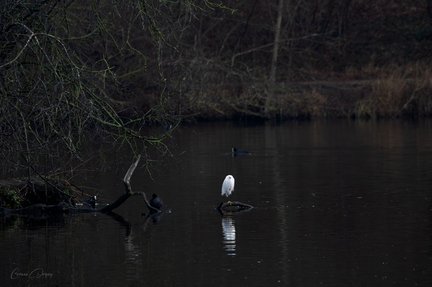 Grande Aigrette