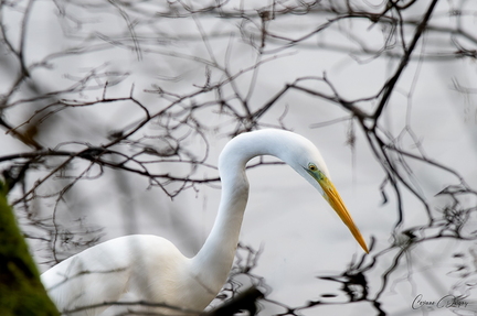 Grande Aigrette