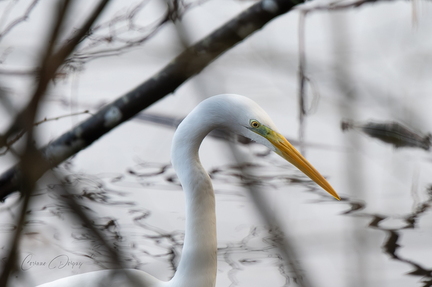 Grande Aigrette