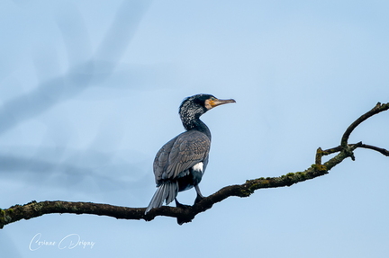 Grand Cormoran