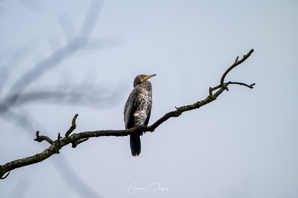 Grand Cormoran
