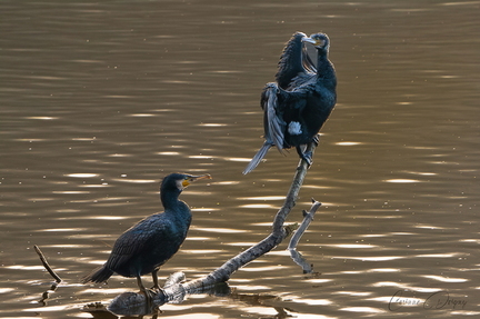 Grand Cormoran