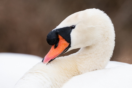 Cygne blanc tubercule