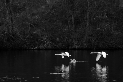 Cygne blanc tubercule