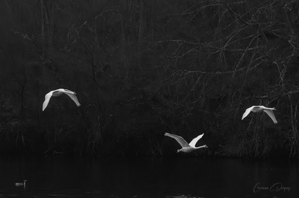 Cygne blanc tubercule