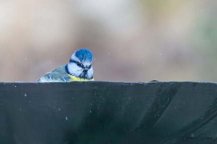 Mésange bleue