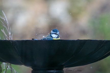 Mésange bleue