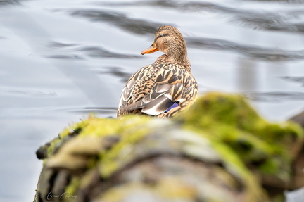 CANARD