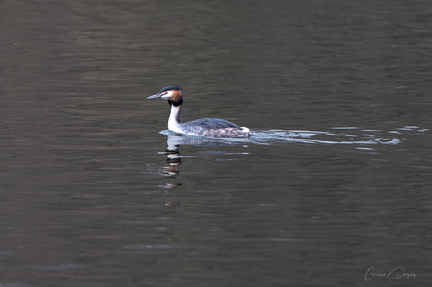 GREBE HUPPE
