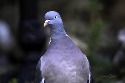Pigeon ramier